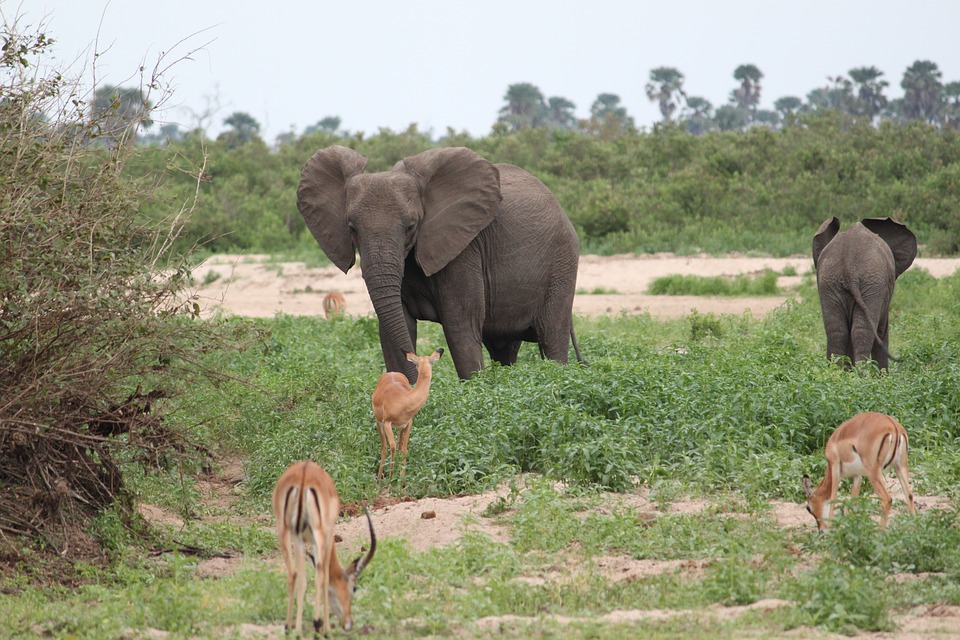 Kenyan Visa for Bangladeshi Citizens