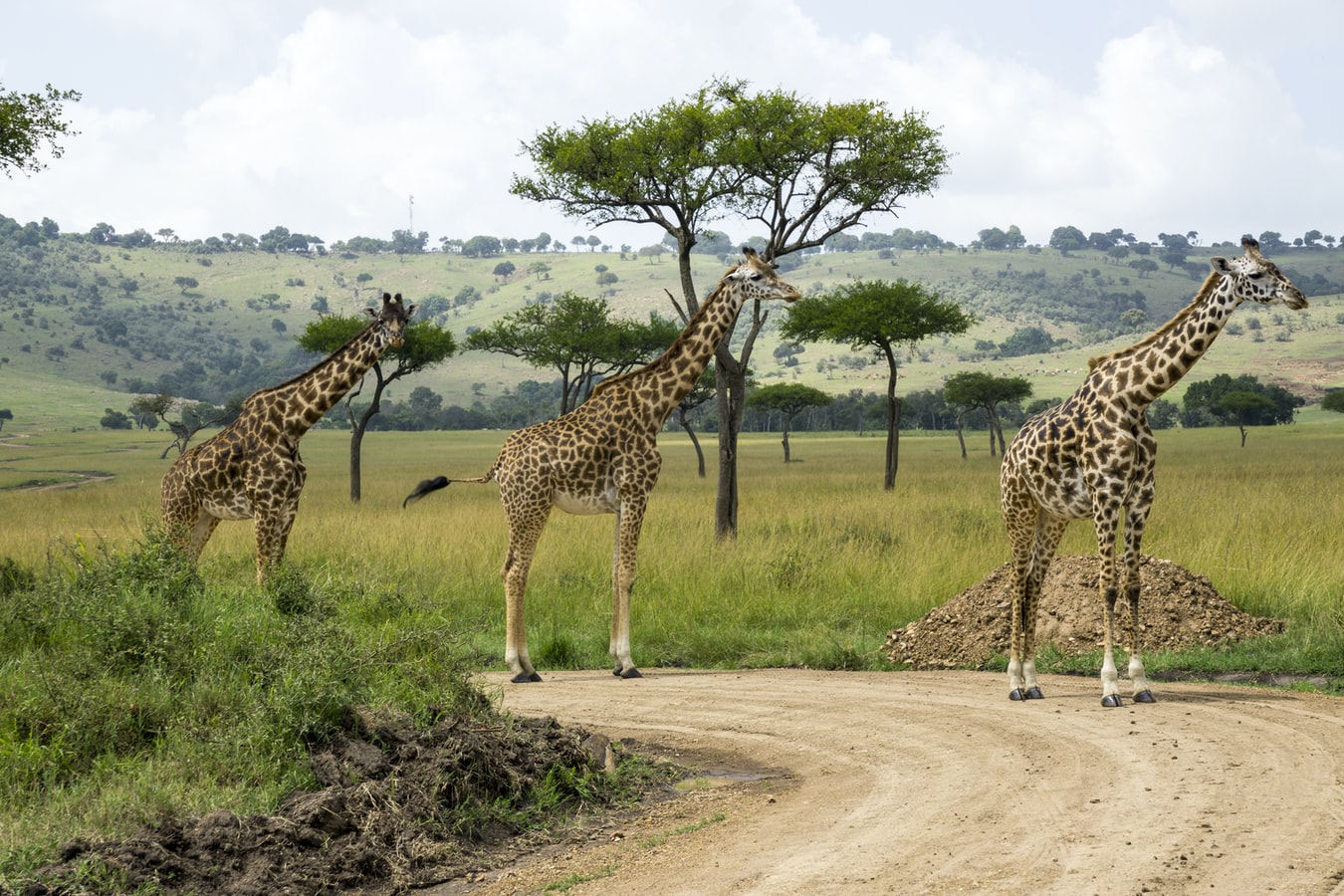 Kenyan Visa For Sri Lankan Citizens E Visa To Kenya Online Blog